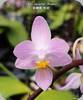 Phal. equestris Mauve - mit Rispe